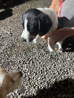 Šteniatko-psík - 4