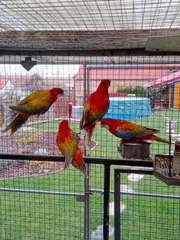 Prodám roselu gold gold opalin - 4