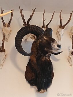 Na predaj – Taxidermy muflón - 4