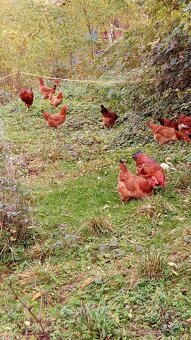 Kalimero red N V - 4