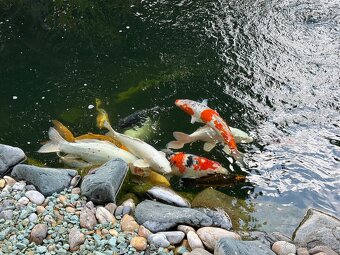 KOI kapre - 4