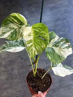 Monstera Albo variegata - 4
