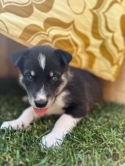 Husky - 4