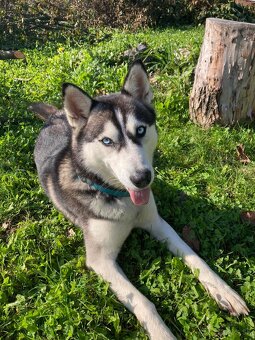 Husky - 4