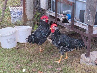 Predam mladych kohutikov - 4