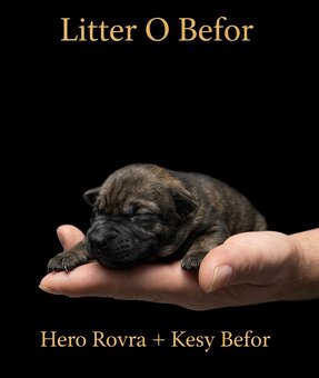 Nemecky ovčiak S PP - 4