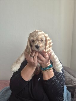 Americký kokeršpaniel - 4