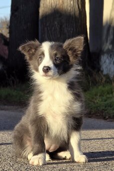 Border kólia,border collie,borderka bez PP - 4