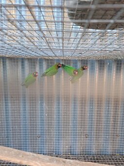 Agapornis Hnedohlavý -Samček aj Samička. - 4