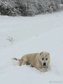 Stredoazijsky ovčiak SAO - krytie - 4