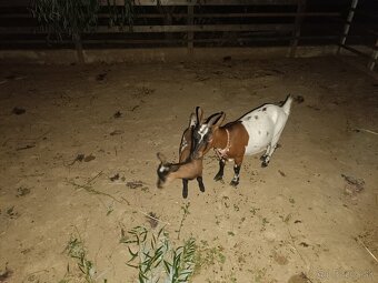 Mini kozy - 4