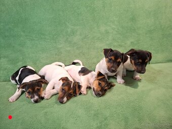 Jack russell terier. - 4