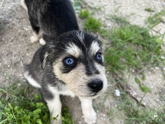 Sibírsky husky - 4