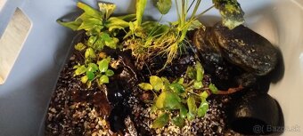 Anubias na koreňoch a dekorácie do akvária - 4