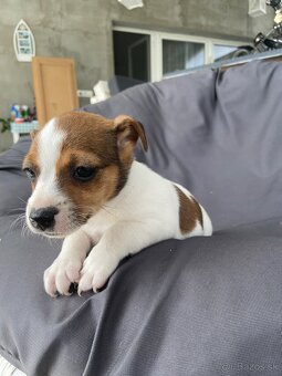 Jack Russel Terier - 4