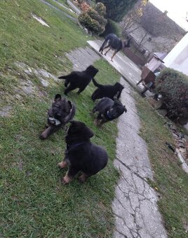 Šteniatka Nemeckého ovčiaka - 4