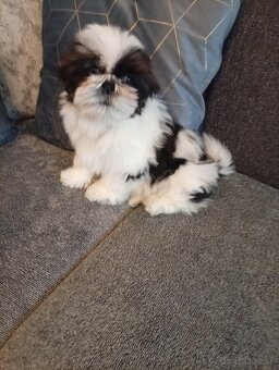 SHIH-TZU - 4