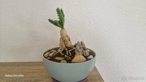 Euphorbia stellata sukulent - 4