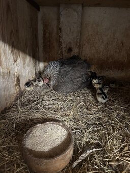 Araucana strieborná - 4