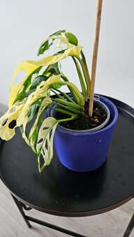 Monstera adansonii veriegata - izbova rastlina - 4