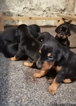 Doberman - 4
