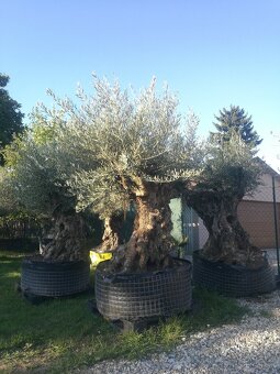Olivovník bonsai - 4
