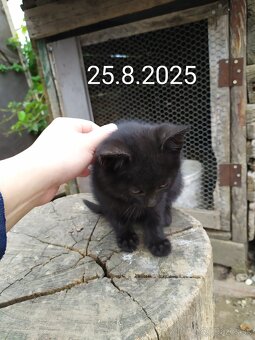 Darujem mačičky - 4