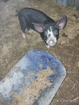 Odstavčata berksire - 4