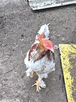 Predám brahman kohúty - 4