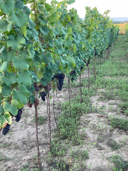 Predám vinicu v osobnom vlastníctve - 4