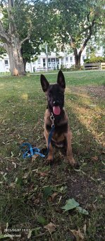 Belgický ovčiak malinois - 4