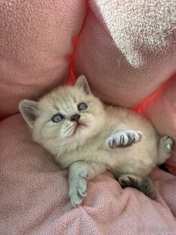 Škótske mačiatka - 4