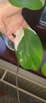 Panašovaná monstera  deliciosa albo 7 listov - 4
