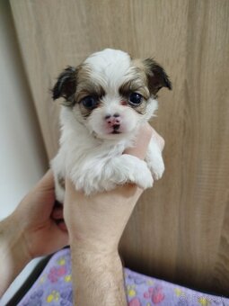 Čivava mini psík dlhosrstý - 4