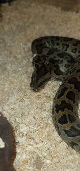 Pyton tmavý—(Python bivittatus) - 4