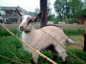 Predám kozu, capka, kozliatka, kozičku, kozľa - 4