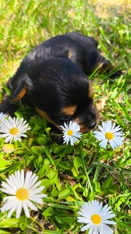 Mini Yorkshire terrier - 4