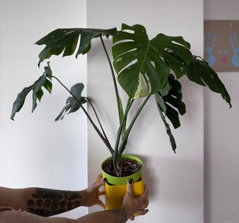 Monstera - 4