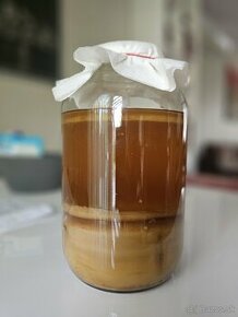 Kombucha, čínska huba, Scoby - 4