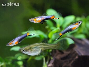 Predám Endlerky - rôzne farby - 4