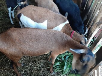 Predám kamerúnske ovce - 4