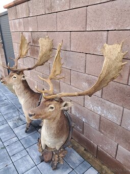 Trofeje, trofej, parozie, parohy - 4