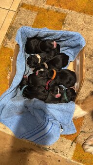 Bernsky salašnicky pes šteniatka - 4