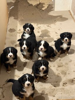 Bernsky salašnicky pes šteniatka - 4