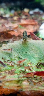 Rastliny aj Krevetky - 4