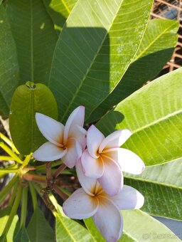 Plumeria - 4