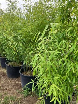 Bambus Phyllostachys–Rýchlorastúci živý plot / zelená stena - 4