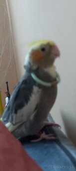 Predám korelu - 4
