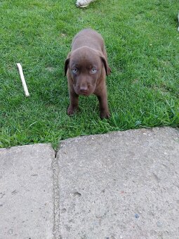 Predám šteniatka labradora - 4