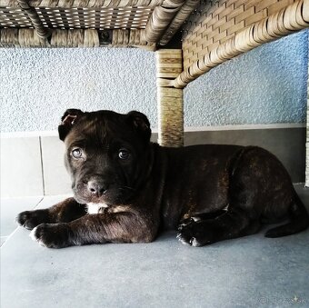 American Bully XL, šteniatko 9 týždňov / psík - 4